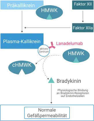 Wirkansatz des Anti-Kallikrein-Antikörpers